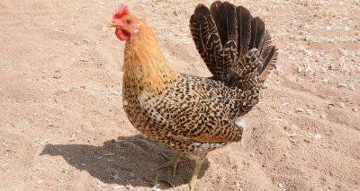 Avian flu impact puts poultry rare breeds under threat